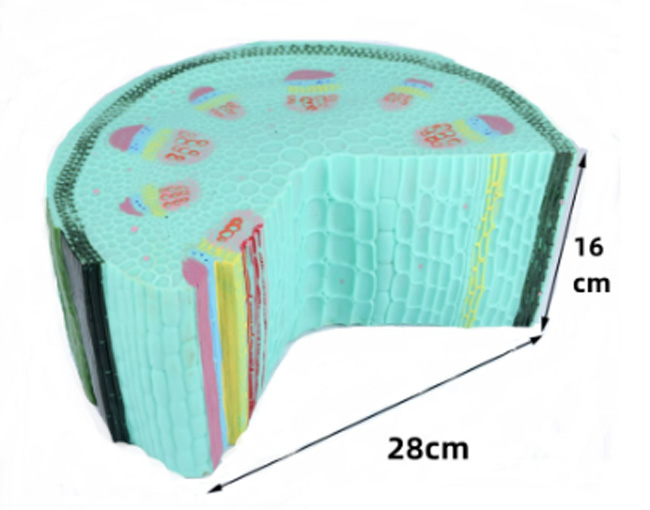 �����~ֲ���oģ��